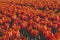 orange tulips field