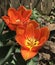 Orange tulips glowing in the sun