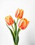 Orange tulips isolated on white