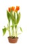 Orange tulips in pot