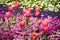 Orange Tulips on Purple Primulas