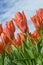 Orange Tulips under a Blue Sky