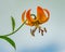 Orange Turk Cap Lily with clear background