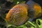 Orange Turquoise Discus Fish