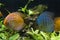 Orange Turquoise Discus Fishes