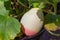 A orange two toned easter egg placed in geranium leaves