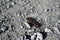 Orange typical worm on a grey rocky ground in Snowdonia, Wales