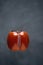 Orange ugly persimmon flying kaki fruit isolated