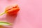 Orange ulips on pink background with a copy space for an advertisement. Women`s day greeting card