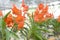 Orange vanda orchid