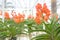 Orange vanda orchid