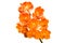 Orange vanda orchid