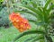 Orange vanda orchid blossom