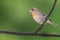 Orange Variant House Finch Perched in a Tree