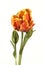 Orange variegated tulip flower on white background.