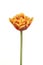 Orange variegated tulip flower on white background.