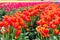 Orange variegated tulips with yellow edges growing in rows with dimenishing rows