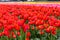 Orange variegated tulips with yellow edges growing in rows with dimenishing rows