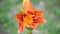 Orange varietal lily in flowerbed close-up