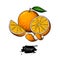 Orange vector drawing. Summer fruit color illustration. Isolated hand drawn whole orange, slice and peel.