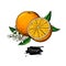 Orange vector drawing. Summer fruit illustration. Isolated hand drawn orange slice and flower bloom.