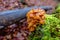 orange velvet stem winter mushroom on a trunk with moss