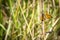 Orange Venata moth hanging on a straw