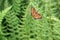 Orange Vermont butterfly, the silver-bordered fritillary