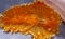 Orange very rare Mediterranean Nudibranch - Janolus cristatus