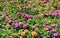Orange and violet chrysanthemums
