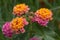 Orange and Violet Flower Lantana Camara