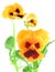 Orange-violet pansy flower