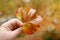 orange Virgin grapevine with five-lobed leaf in female hand, ParthenocÃ­ssus quinquefolia