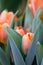 Orange vivid fresh tulips flowerscape background, selective focus