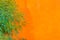 Orange wall with green leaves background. Green leaf on the orange cement wall with copy space for text.