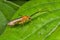 An orange wasp on green leaf