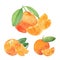 Orange watercolor illustration. Citrus fruit branch orange, orange fresh slice