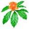 Orange Wax Rose fresh green leaves isolated on white, Pereskia Bleo flower tree top