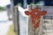 Orange weathered wooden cow head attached to a fence at an entrance to a petting zoo