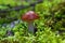 Orange webcap mushroom is growing in green moss in the wild
