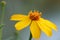 Orange wedelia flower macro