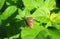 Orange weevil beetle on green leafs in the garden