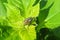 Orange weevil beetle on green leafs in the garden