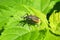 Orange weevil beetle on green leafs in the garden