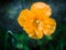 Orange Welsh Poppy Flower (Meconopsis cambrica)