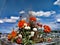 Orange and white beauties under blue sky