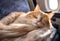 an orange and white cat naps in an airplane seat