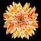 Orange and White Chrysanthemum Flower Isolated