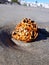 Orange and white coral washed ashore