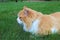 Orange and white domestic longhair cat in the grass